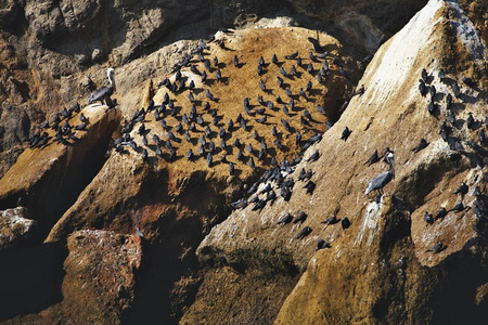 鸟类殖民地, 国家公园 Ballestas 群岛秘鲁