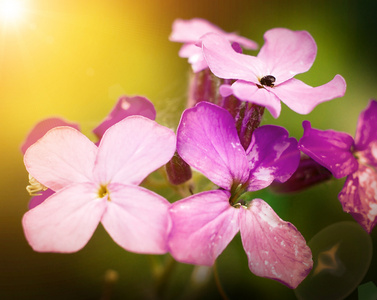 紫癜鲜花背景上