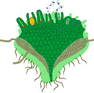 萨斯克的配子体 运行萨斯克或石松 clavatum 与 antheridium 和卵