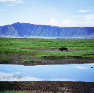 非洲风景与河马