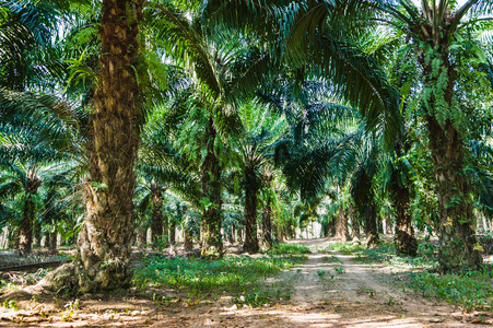东南亚叶子图片