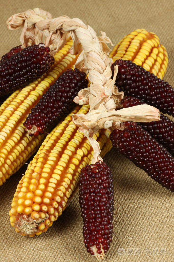 红玉米集合