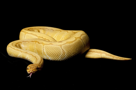 caremal 条纹球 python