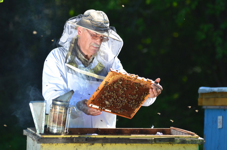 经验丰富的高级养蜂人在蜂房在夏季季节后进行的检验