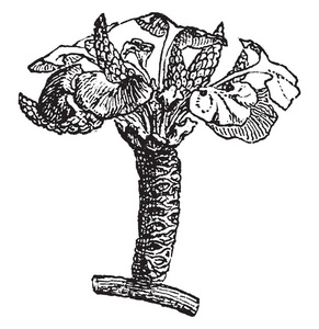 这是一种独特的树种, 是分类在自己的分裂。它是一个最著名的例子, 一个活化石, 复古线画或雕刻插图