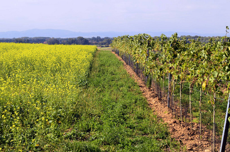 奥地利 农业 葡萄园和葡萄