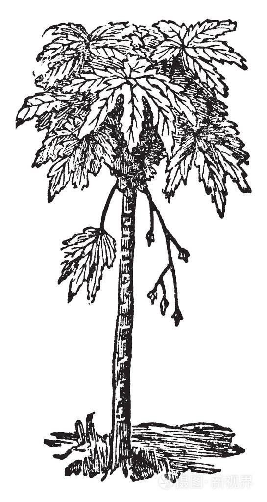 树的高度低, 它有许多叶子, 复古线条画或雕刻插图