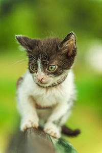 在长凳上的美丽小猫