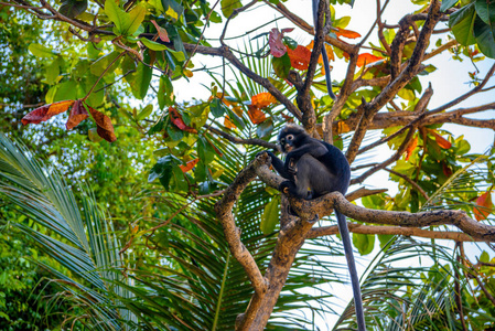 Phaluai 岛, Mu 和丁字裤国家公园, 泰国湾, 暹罗, 小叶子猴或昏暗的叶猴在雨林里吃水果