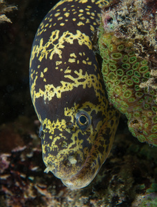 礁石上链海鳝