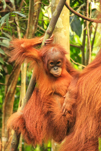 婴儿苏门答腊猩猩旁边的母亲 n 乌拉 Leuser 国家