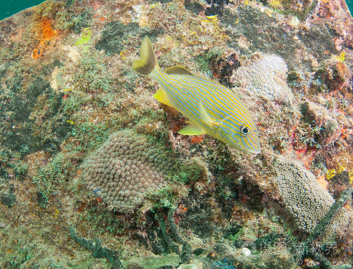 atlanitc海洋物种的鱼只或珊瑚