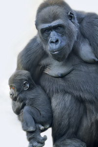 一个大猩猩母亲与她的孩子，挂在她的手臂上