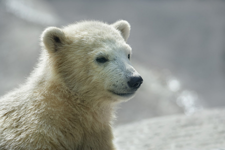 北极熊宝宝的侧脸肖像模糊背景