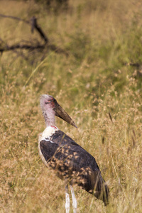 非洲 marabou 鹳