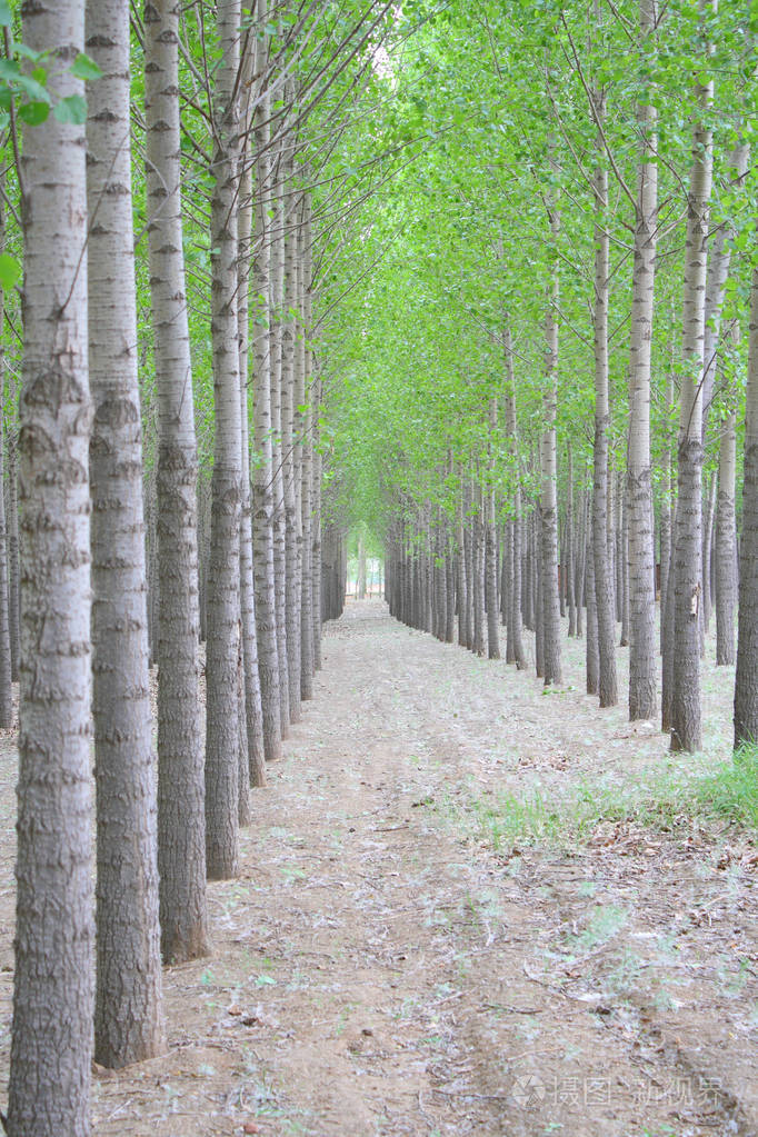 春杨树林
