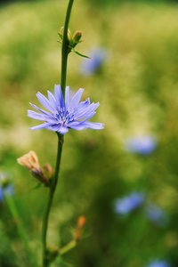 菊苣花图片