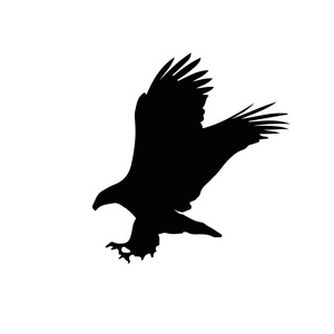 白色背景下鹰的黑色剪影