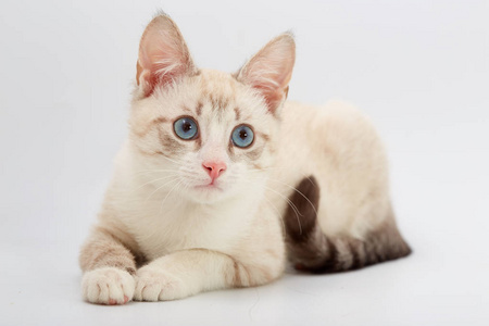 美丽年轻炫彩小猫图片-美丽年轻炫彩小猫素材-美丽年轻炫彩小猫插画