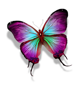 彩色蝴蝶翅膀图片