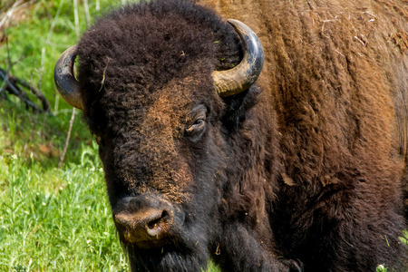 一个特写头镜头的野生西方象征美洲野牛 美洲野牛野牛属，也被称为美国的水牛，生活在俄克拉荷马州的范围图片
