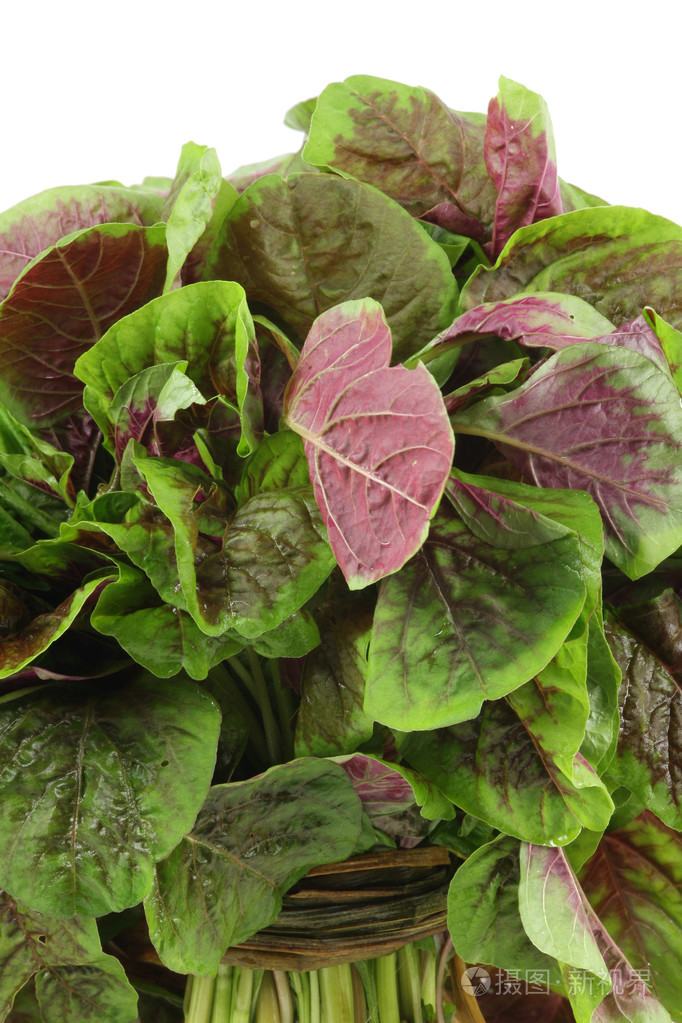 在白色背景上的苋菜