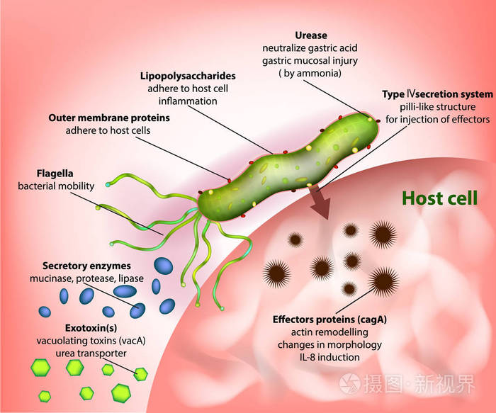 幽门螺杆菌结构模式图图片