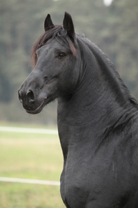 美丽 friesian 种马的肖像