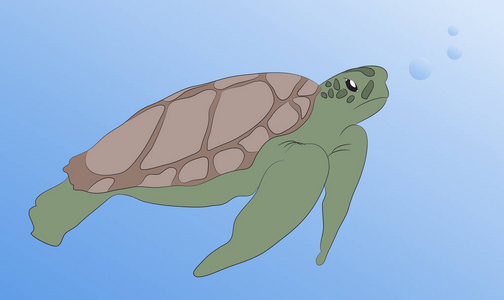 龟水下游泳海龟在水下游泳, 矢量, 蓝海照片