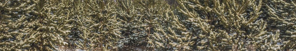 白雪覆盖了圣诞森林。白雪覆盖的树木和蓝天。明亮的冬天风景与雪被盖的松树