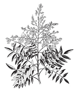 树线条图片