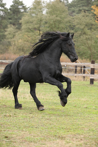 运行的华丽 friesian 种马