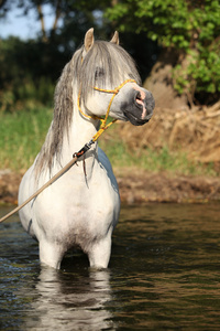 华丽的种马，在河中沐浴 potrait