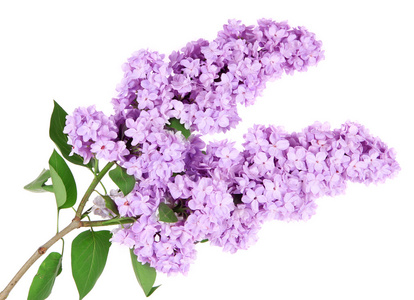 紫丁香花图片 紫丁香花素材 紫丁香花插画 摄图新视界