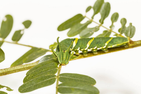 第五期常见 nawab 蝶 Polyura athamas 在寄主植物叶片上行走的毛虫