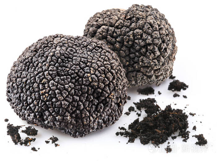 孤立在白色背景上的黑菌