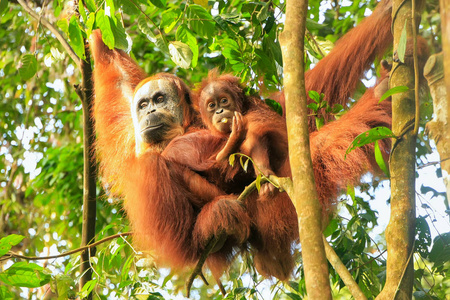 女苏门答腊猩猩抱着婴儿挂在树上, Gunu