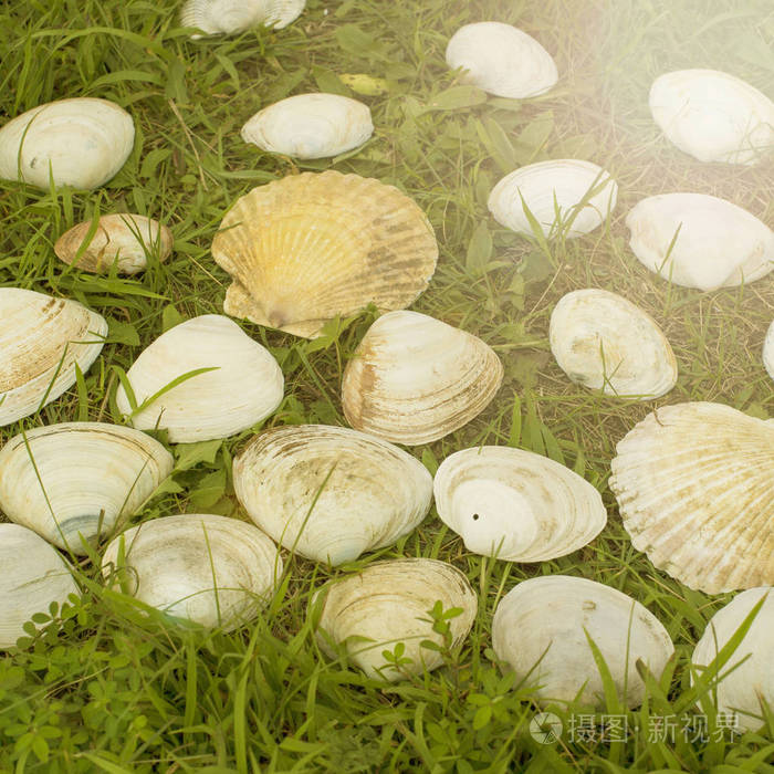 海贝壳装饰组成