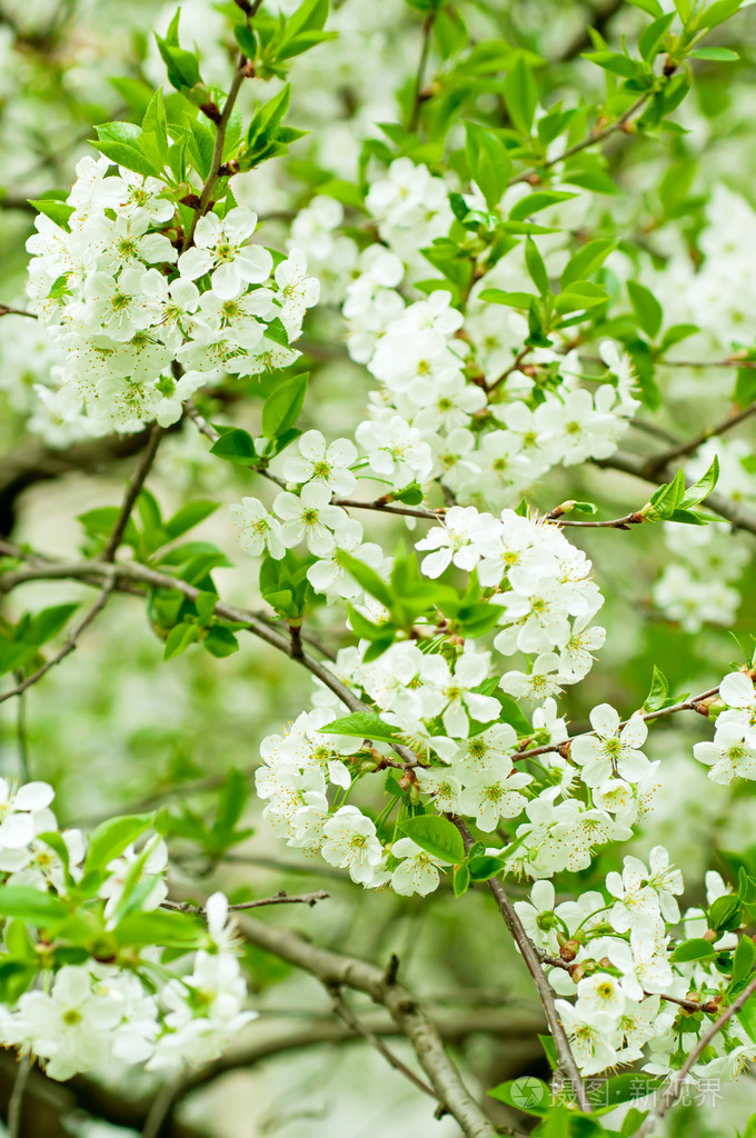樱桃花