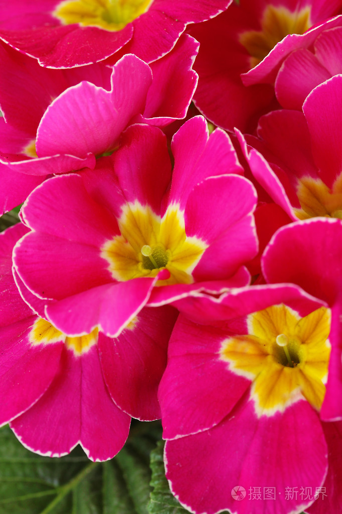 美丽的粉红色报春花密切了