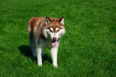 西伯利亚雪橇犬犬种站在绿色的草