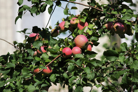 苹果的许多果子在树, 秋天