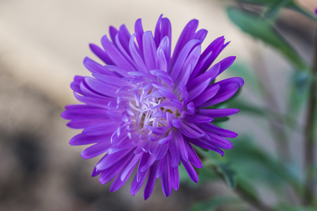 aster 的紫色的花