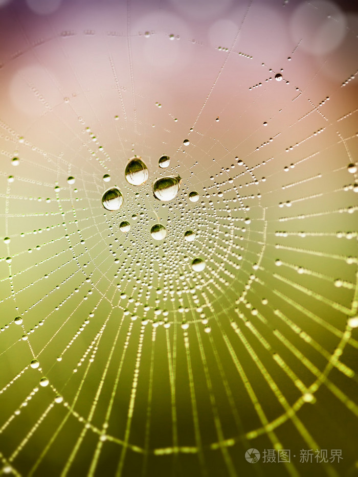 蜘蛛网的美丽细节