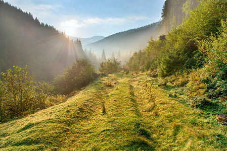 太阳光束在树图片