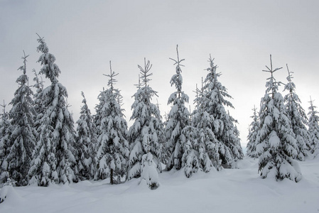 美丽的冬天风景与雪在树