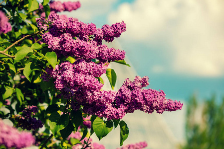 丁香花丛在花园里的天空