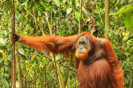 男性苏门答腊猩猩站在地面乌拉 Leuser