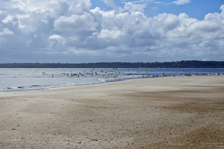 阿米莉亚岛佛罗里达, 芬南代海滩被野生鸟类占领, 佛罗里达州, 美国