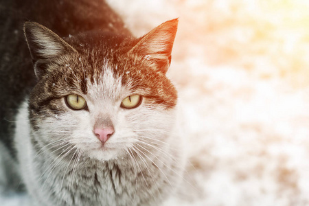 肮脏的无家可归的猫在雪地上的阳光